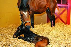 Assessing and Managing Pain in Postpartum Mares: Development of a Targeted Clinical Pain Scale